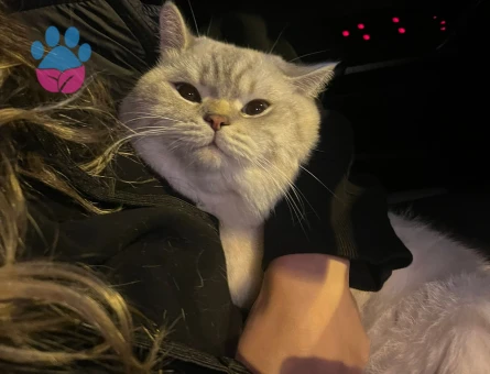 OĞLUMA GELİN ADAYI ARIYORUM