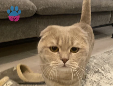 Bingomuza dişi arıyoruz