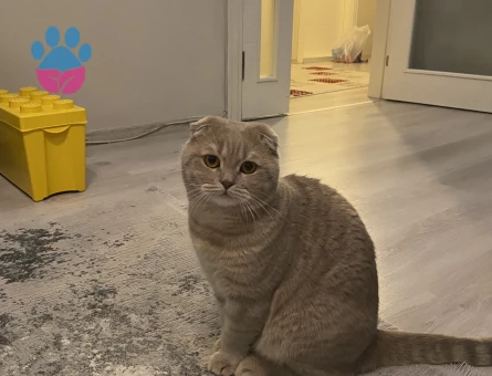 Bingomuza dişi arıyoruz