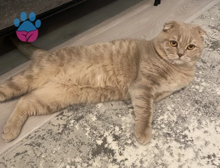 Bingomuza dişi arıyoruz