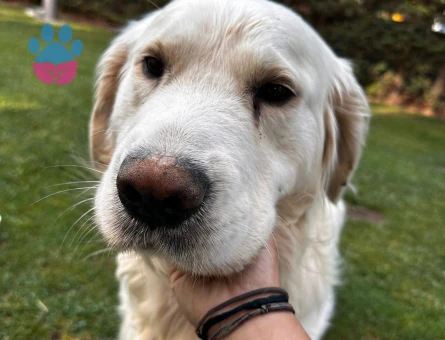 Golden erkek köpeğim