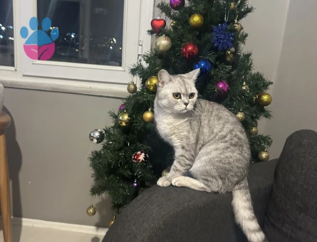 Kızımıza eş arıyoruz