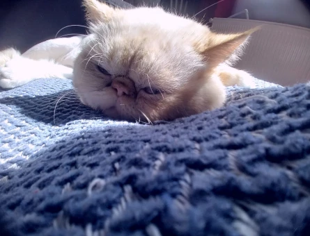 exoticshorthair oğlumuza eş aramaktayız - 118980565