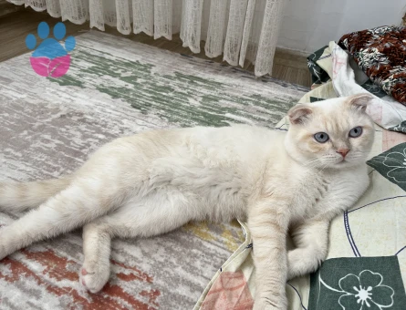 SCOTTSH FOLD KEDİME EŞ ARIYORUM