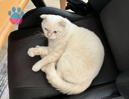 SCOTTSH FOLD KEDİME EŞ ARIYORUM