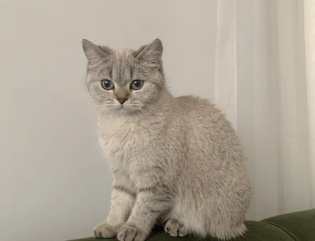 British shorthair kedime eş arıyorum aşıları tam - 118973199