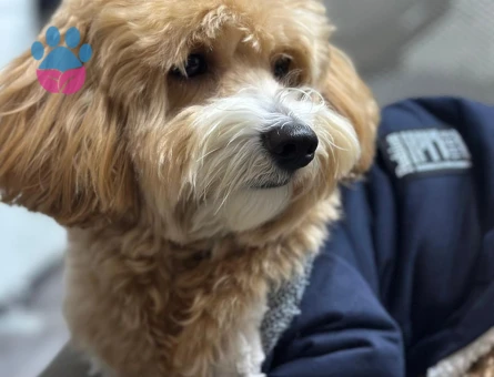 DİŞİ EŞ ARIYORUM