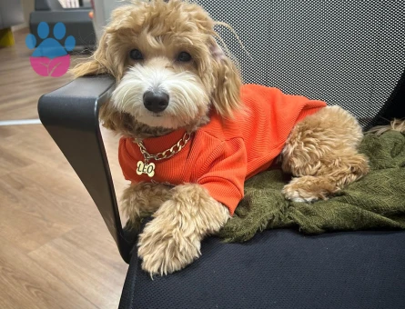 DİŞİ EŞ ARIYORUM