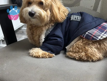 DİŞİ EŞ ARIYORUM