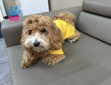 DİŞİ EŞ ARIYORUM