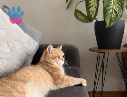 British Shorthair oğluma eş arıyorum