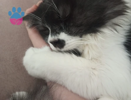 Black white British longhair oğluma eş