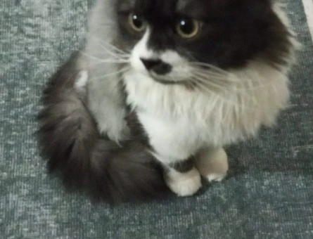 Black white British longhair oğluma eş - 118973206