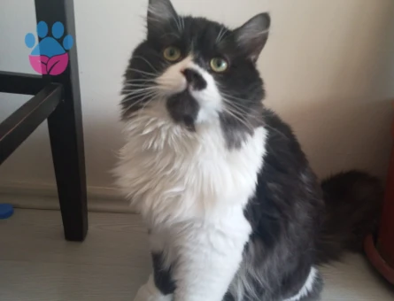 Black white British longhair oğluma eş