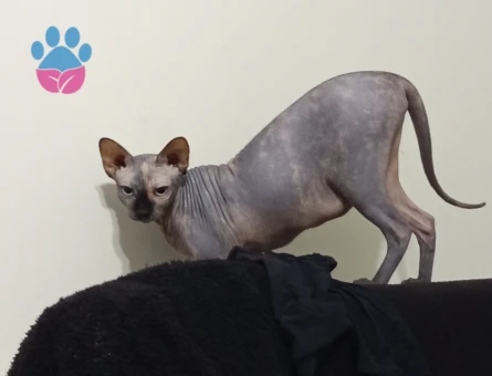 Sfenks Kedime Eş Arıyorum