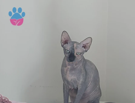 Sfenks Kedime Eş Arıyorum