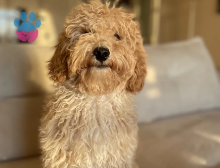 Sen poddle köpeğimize gelin arıyoruz