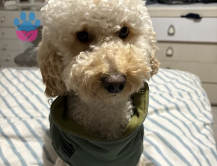 Sen poddle köpeğimize gelin arıyoruz