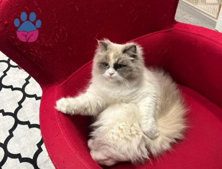 Pamuk şekeri kızıma eş arıyorum