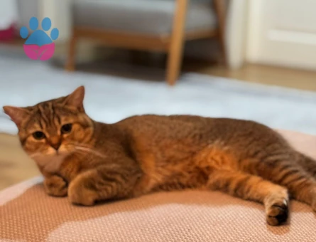 Simba Hanıma eş arıyoruz