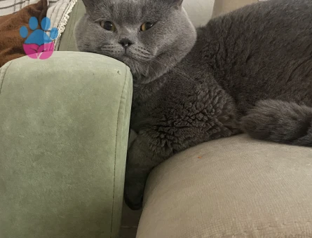 Oğluma dişi arıyorum