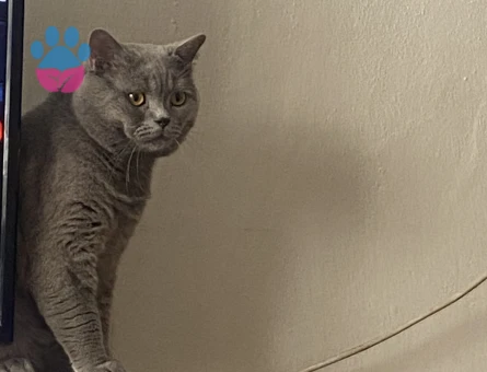 Oğluma dişi arıyorum