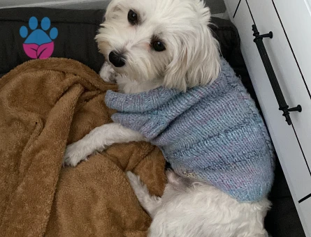 Oğlumuza güzel gelin arıyoruz