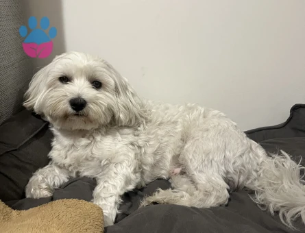 Oğlumuza güzel gelin arıyoruz