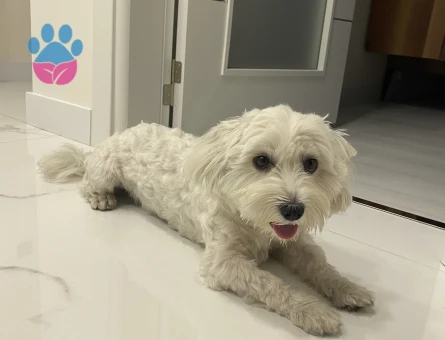 Oğlumuza güzel gelin arıyoruz