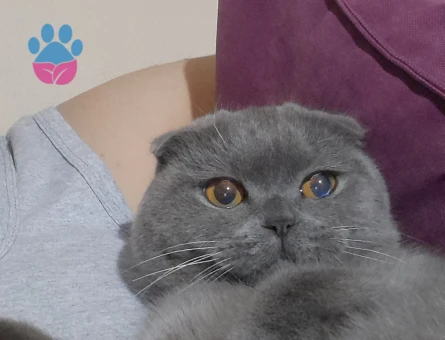 Scottish fold 1 Yaşında Eş Arıyor