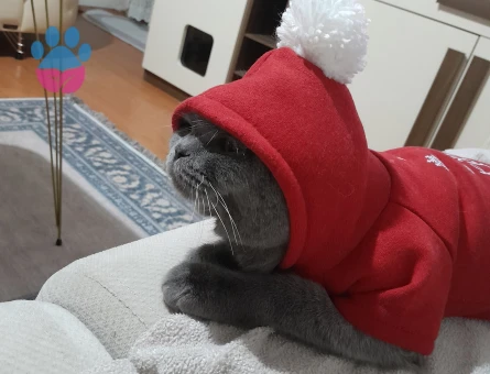 Scottish fold 1 Yaşında Eş Arıyor