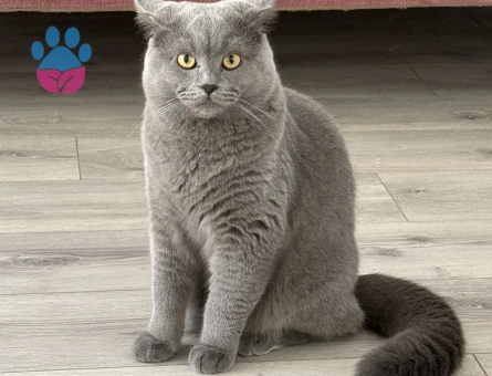 Smoke Kedime Eş Arıyorum