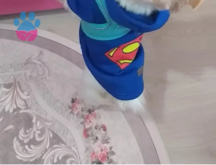 Poomeranian Oğluma eş ariyoruz