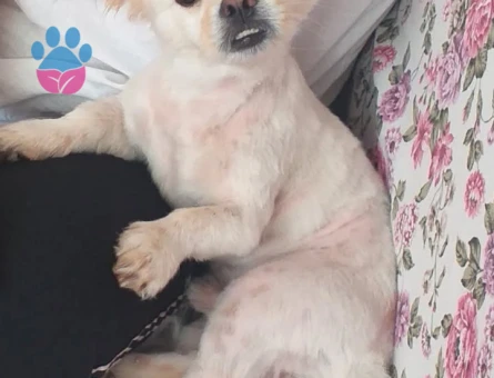 Poomeranian Oğluma eş ariyoruz