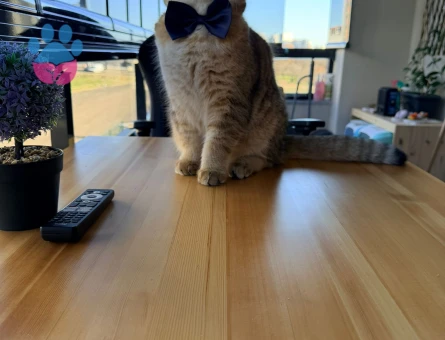 Scottish Straight Erkek – Eş Arıyoruz