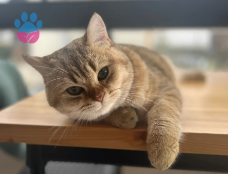 Scottish Straight Erkek – Eş Arıyoruz