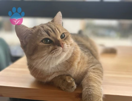 Scottish Straight Erkek – Eş Arıyoruz