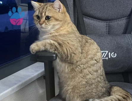 Scottish Straight Erkek – Eş Arıyoruz