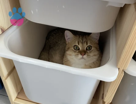 Scottish Straight Erkek – Eş Arıyoruz