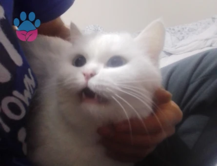 Kendime erkek eş ariyorum