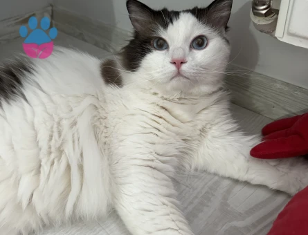 Ragdoll Cinski Kedim Akita Eş Arıyor