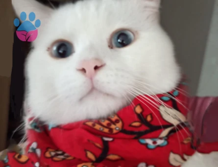 Oglusumuza kız ariyoruz