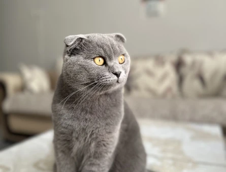 Scottish Fold Yakışıklı Oğlumuz - 118974003