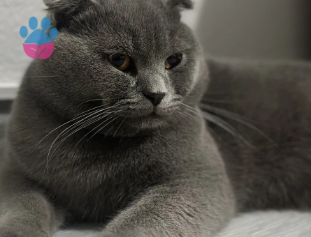 Scottish Fold Yakışıklı Oğlumuz