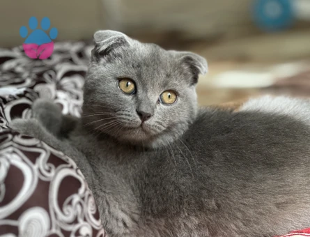 Scottish Fold Yakışıklı Oğlumuz