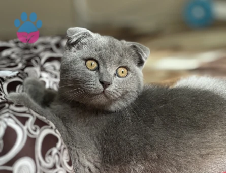 Scottish Fold Yakışıklı Oğlumuz