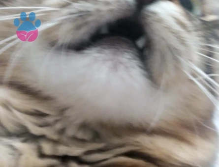 Tekir kendime eş arıyorum