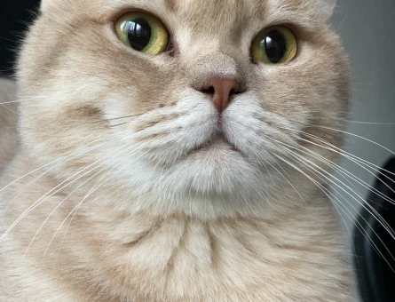 1 Yaşında Erkek British Shorthair Kedime Eş Aranıyor - 118974005