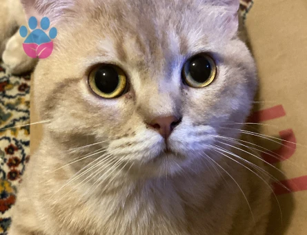 1 Yaşında Erkek British Shorthair Kedime Eş Aranıyor