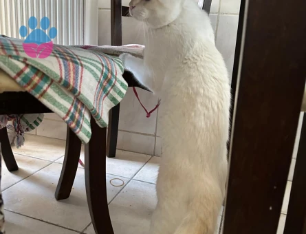 Siyam-Scotish kırması kedimize eş arıyoruz. (10 Aylık)